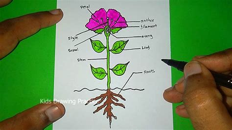 draw parts   plant diagram parts  plant youtube