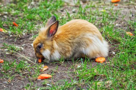 14 fascinating facts about rabbits mental floss