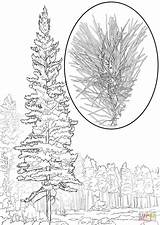 Coloring Pine Western Pages Pinus Monticola Drawing Supercoloring Printable sketch template
