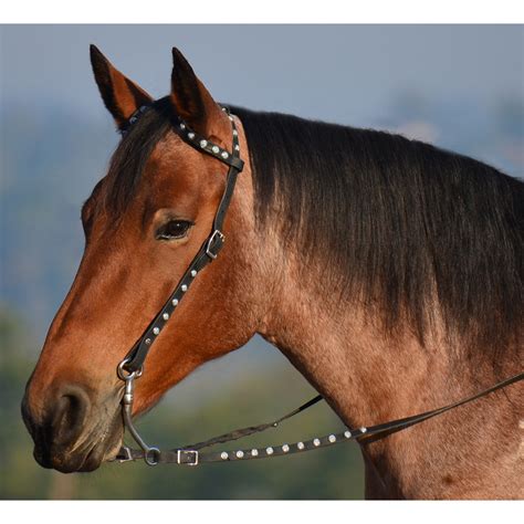 western horse bridle  ear headstalls  horse tack