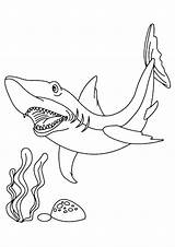 Hai Shark Tiburon Requin Tiburones Toro Mako Hellokids sketch template