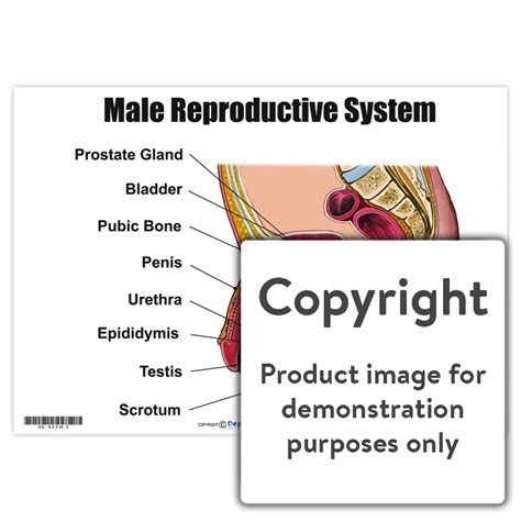 male reproductive system depicta