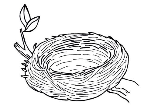 bird nest drawing  getdrawings