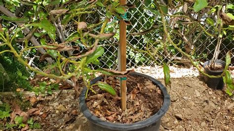 Avocado Tree Help Needed Youtube