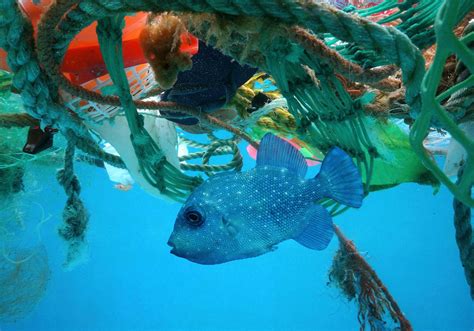 important facts  ocean pollution blue velvet