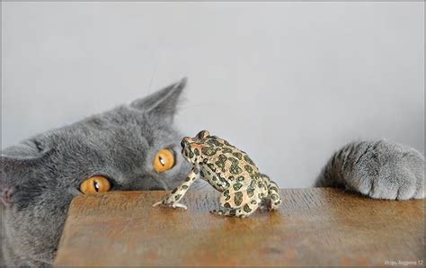 cat  toad  friends   uneasy friendship gatti