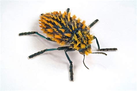 bugs    jewels  la specola arttravarttrav