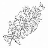 Bougainvillea Drawing Flower Coloring Outline Pages Tropical Tattoo Drawings Tattoos sketch template