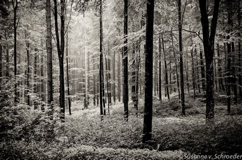 black white photography forest scenery rainy summer