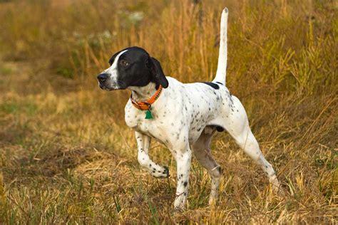 english pointer dog breed information  characteristics daily paws