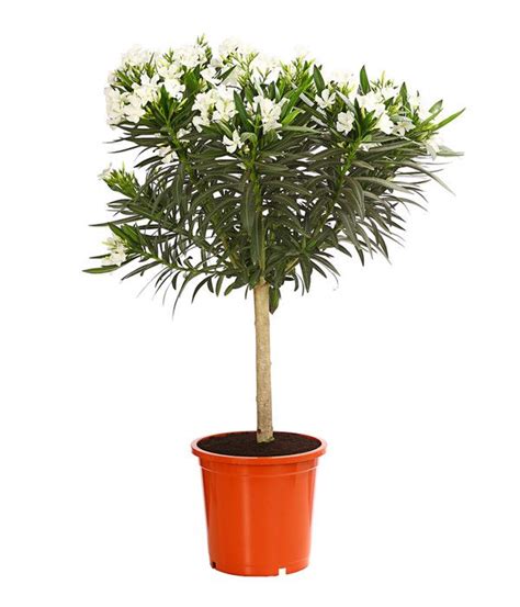 oleander staemmchen verschiedene sorten dehner immergruene pflanzen
