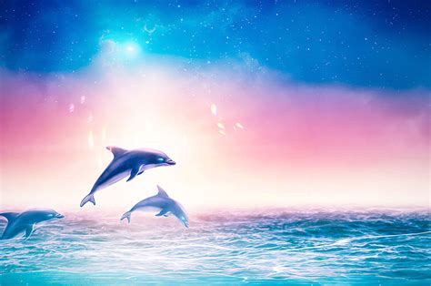 dolphin wallpaper wallpaper sun