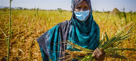 粮农组织：气候变化加剧害虫传播威胁植物和农作物 1联合国新闻