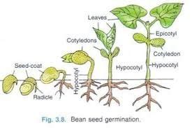 seed germination definition  process   basic stages basic