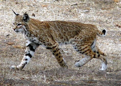 state  ban bobcat trapping  upcoming meeting  fortuna lost