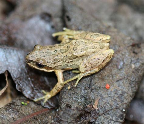 quebec hopping mad  federal intervention  protect frog habitat