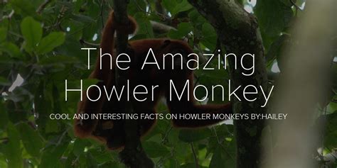 amazing howler monkey