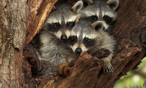 animal raccoon hd wallpaper