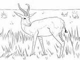 Coloring Springbok African Kudu Pages Woodland Antelope sketch template
