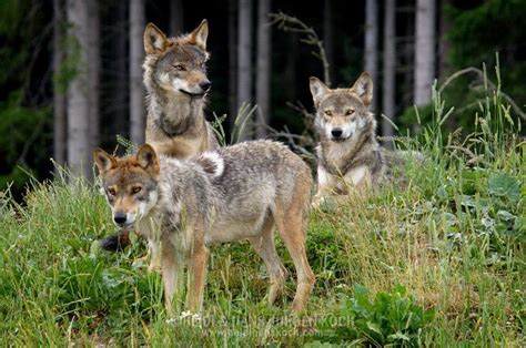 young wolves wild dogs wild wolf wolf love