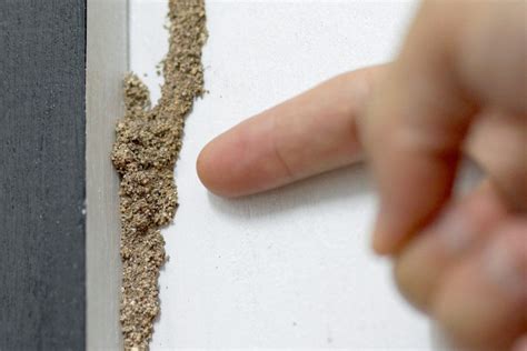 termites   abc termite pest control omaha