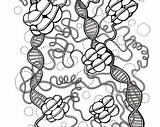 Dna Coloring Drawing Getcolorings Mitochondria Getdrawings sketch template