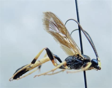 wasp  insect bugguidenet