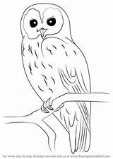 Owl Draw Step Drawing Drawings Tawny Owls Easy Bird Simple Sketch Pencil Tutorial Painting Drawingtutorials101 Tutorials Animal Acrylic Traceable Anderson sketch template