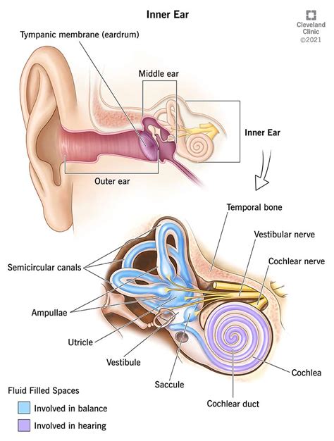 ear anatomy function  ear map quiz game seterra