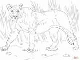 Lioness Leonessa Cammina Leone Categorie sketch template