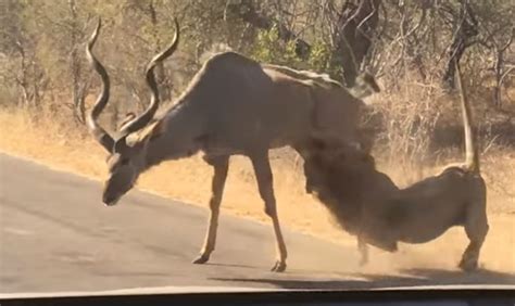 watch going for the kill lion takes down kudu as