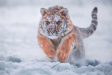 siberian tiger   snow