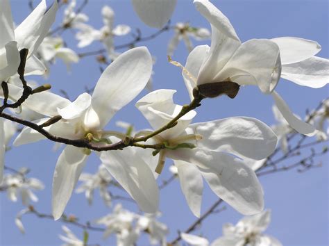magnolia kobus dc plants   world  kew science