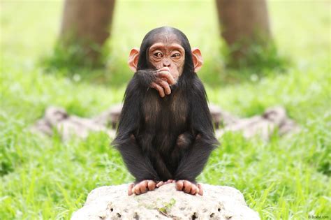 cute baby chimpanzee stock photo  photography portfolio