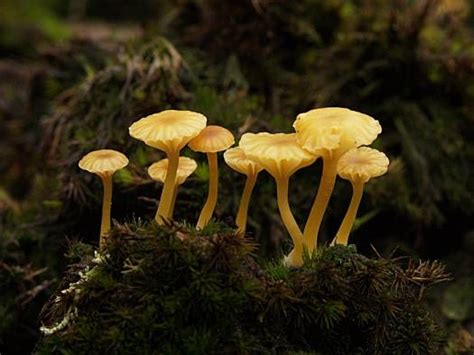 transformative power  fungi  ways    save  world teknomadics hippies