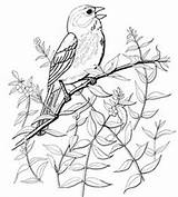 Coloring Titmouse Tufted 262px 26kb sketch template