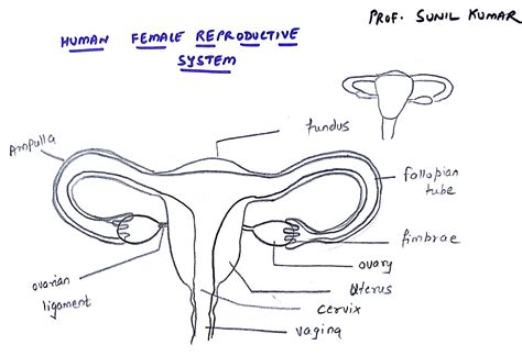 draw  diagram  female reproductive system  match  mark vrogue