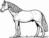 Coloring Pages Horses Clipart Clipartbest sketch template