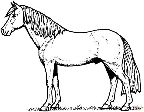 stallion horse coloring page  printable coloring pages