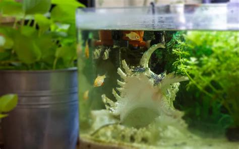 fish    gallon tank aquariumnexus