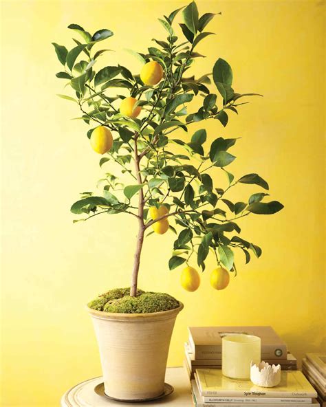 grow citrus trees indoors martha stewart