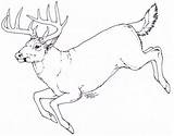Deer Drawing Simple Head Drawings Whitetail Antlers Anatomy Down Sketch Hunting Animals Wildlife Animal Lying Elk Getdrawings Sketches Moose Searchlock sketch template