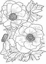 Coloring Pages Flower Adults Flowers Adult Book Printable Colouring Books Sheets Kids Choose Board sketch template