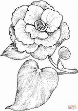 Camellia Coloring Pages Flower Color Printable Drawing Da Supercoloring Camelia Colorare Flowers Dover Publications Disegni Desenho Kids Camélia Drawings Coloriage sketch template