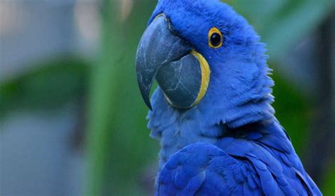 blue macaw     hyacinth macaw