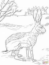 Coloring Rabbit Jack Pages Antelope Jackrabbit Drawing Bunny Supercoloring Animal Super Getdrawings Colouring sketch template