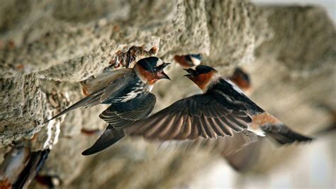 Swallows At San Juan Capistrano Were Driven Away By Development But