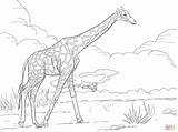 Coloring Jirafa Dibujos Colorare Reticulated Disegni Giraffa Giraffes Supercoloring Jirafas Disegnare sketch template