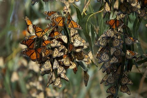 picture big monarch butterfly population