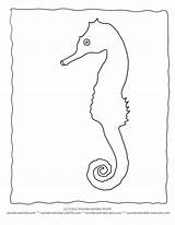 Templates Sea Creature Coloring Popular sketch template